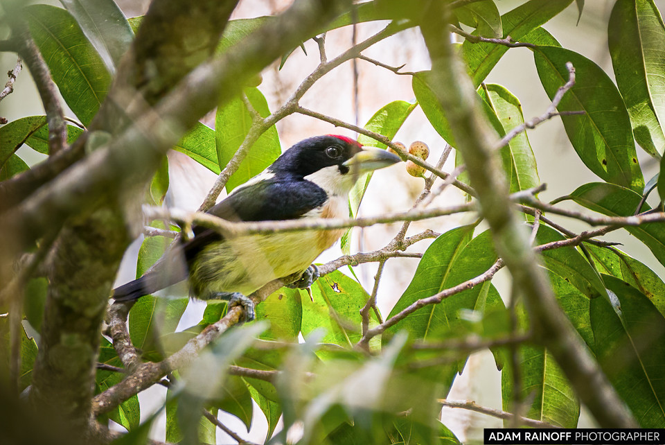 White-mantled Barbet, photographed at Reserva Santa Librada, Líbano, Tolima, Colombia