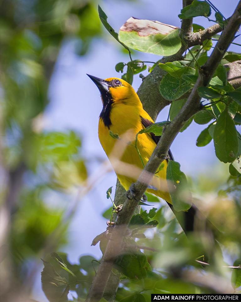 Yellow Oriole, photographed at Hacienda El Escobal, Ibagué, Tolima, Colombia