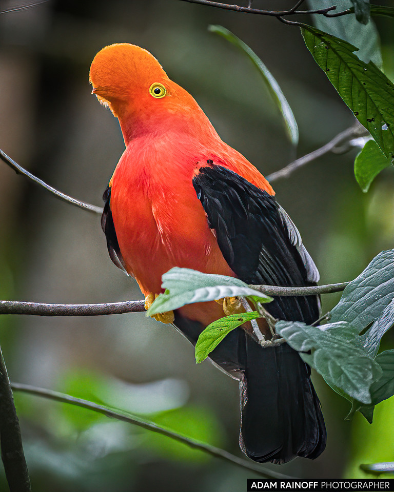 Andean Cock-of-the-rock, photographed at San José de las Hermosas, Chaparral, Tolima, Colombia