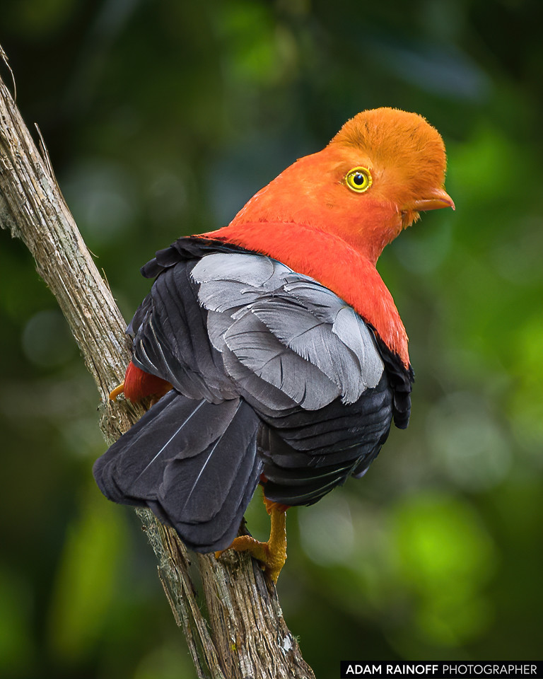 Andean Cock-of-the-rock, photographed at San José de las Hermosas, Chaparral, Tolima, Colombia