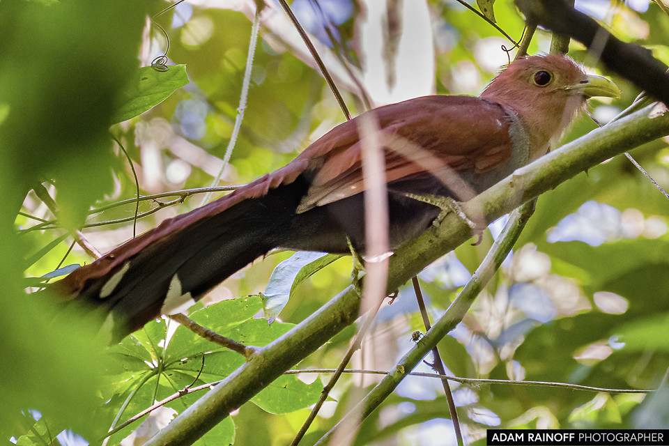 Common Squirrel-Cuckoo, photographed at Hotel Waka Rural, Honda, Tolima, Colombia