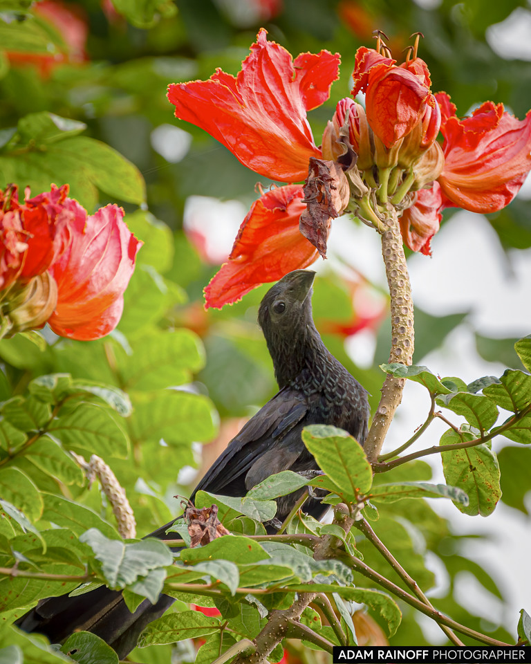 Groove-billed Ani, photographed at Ambalema, Tolima, Colombia