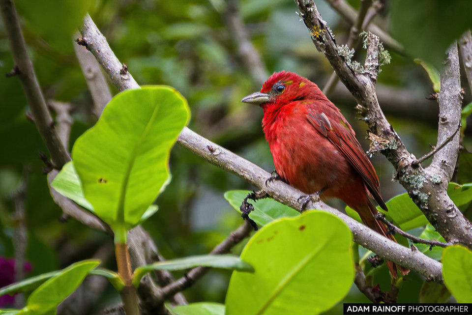Hepatic Tanager, photographed at San José de las Hermosas, Chaparral, Tolima, Colombia