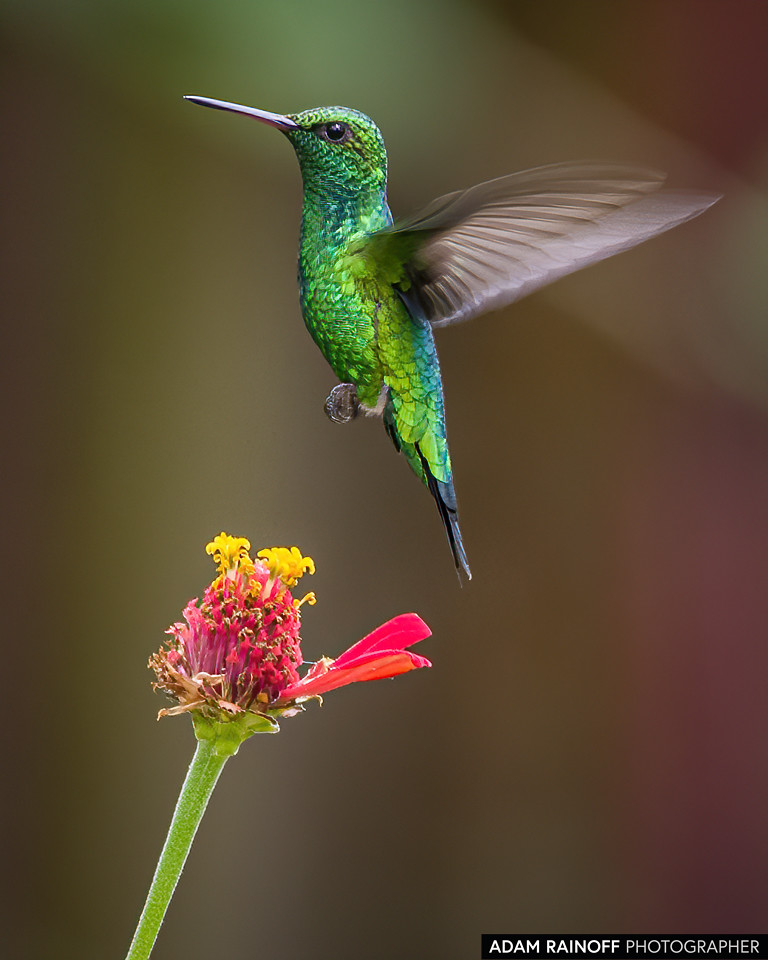 Red-billed Emerald, photographed at Fincas Verdes, San Antonio, Tolima, Colombia