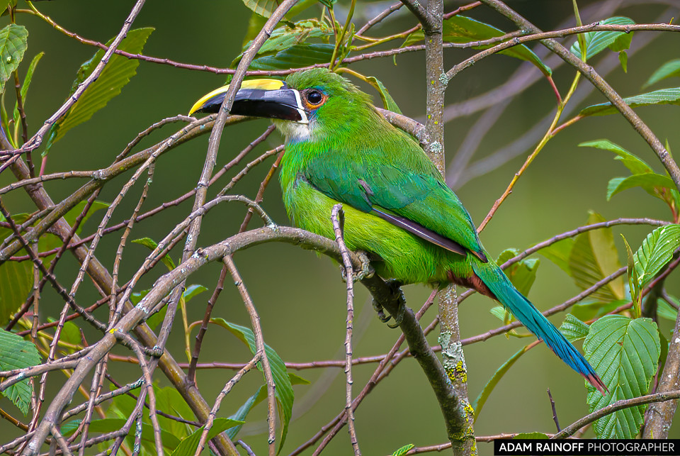Southern Emerald-Toucanet, photographed at San José de las Hermosas, Chaparral, Tolima, Colombia
