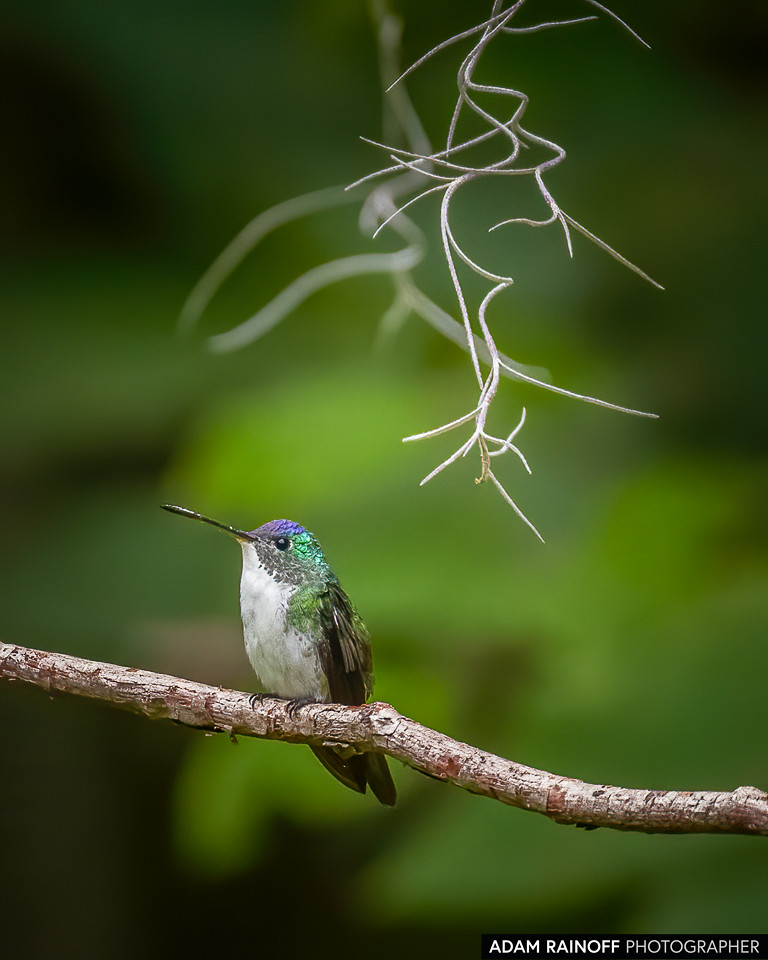 Andean Emerald, photographed at Ukuku Rural Lodge, Juntas, Tolima, Colombia