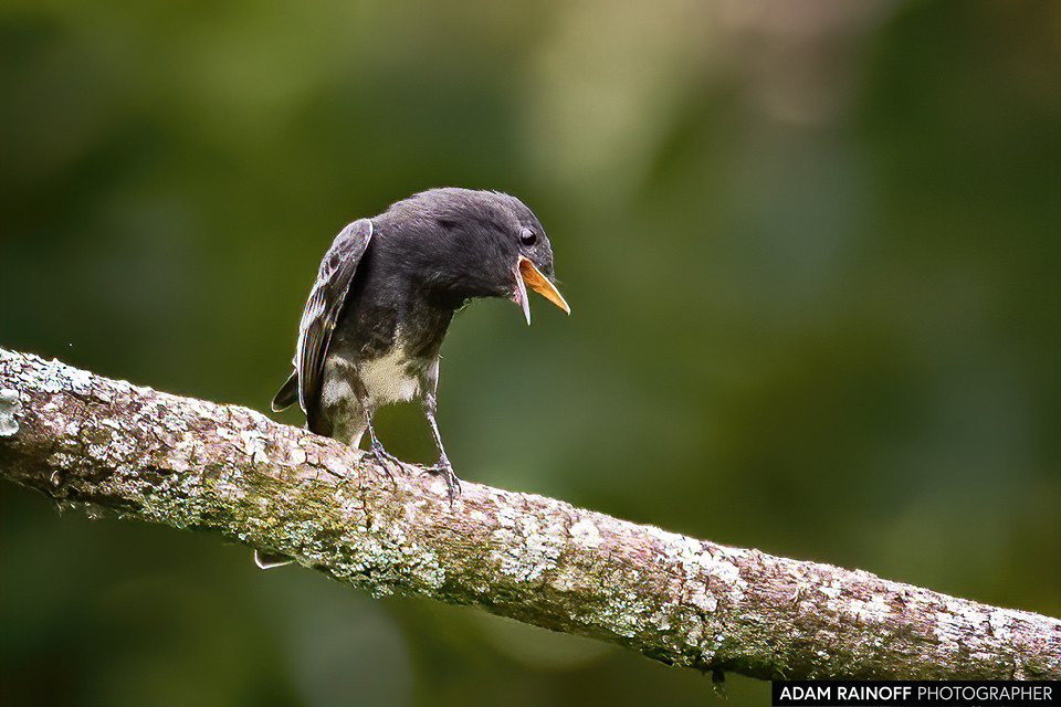 Black Phoebe, photographed at Ukuku Rural Lodge, Juntas, Tolima, Colombia