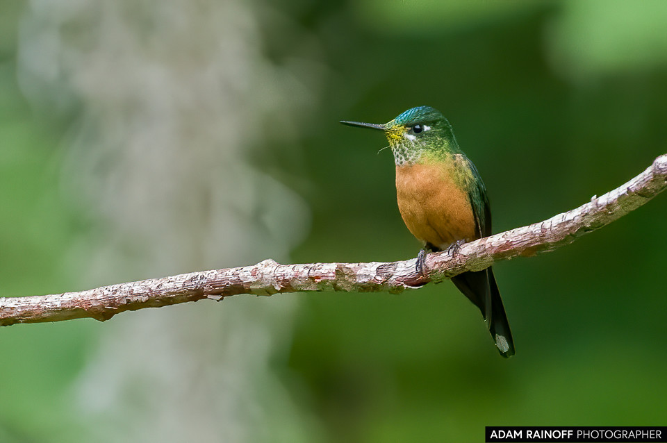 Female Long-tailed Sylph, photographed at Ukuku Rural Lodge, Juntas, Tolima, Colombia