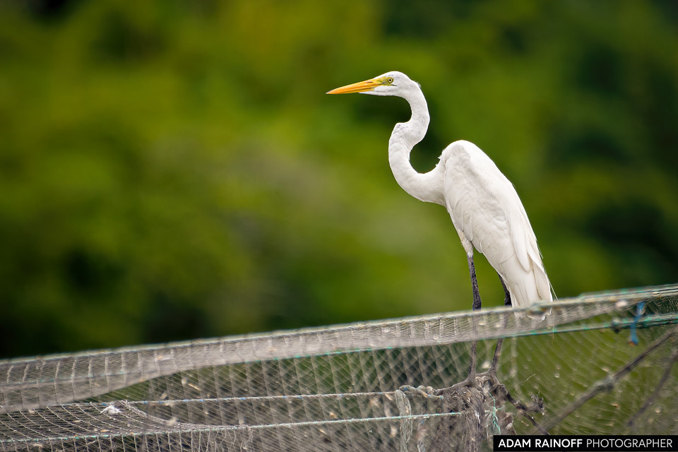 Great Egret, photographed at Posada Turística Kenisha, Prado, Tolima, Colombia