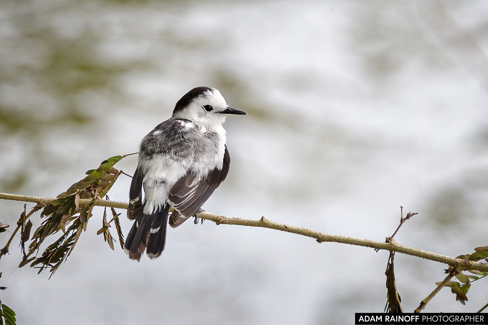 Pied Water-Tyrant, photographed at Posada Turística Kenisha, Prado, Tolima, Colombia
