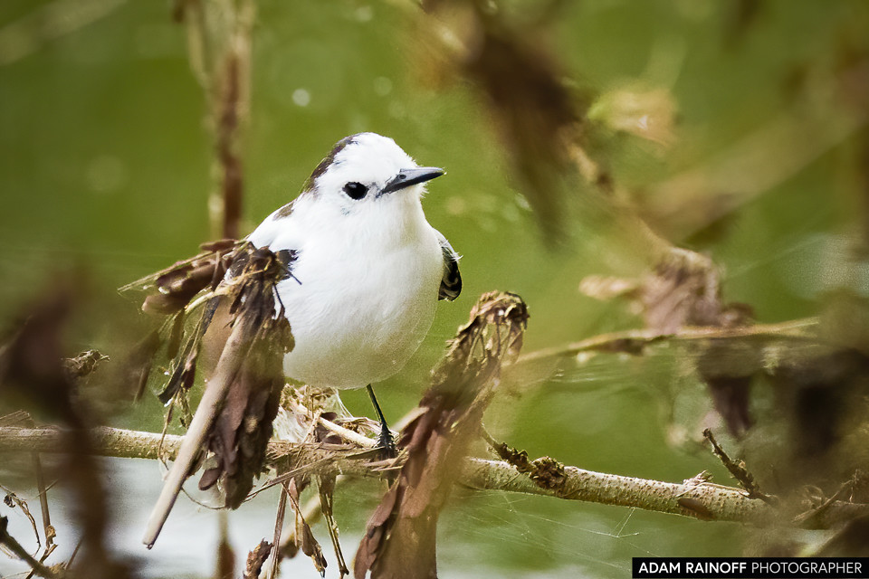 Pied Water-Tyrant, photographed at Posada Turística Kenisha, Prado, Tolima, Colombia