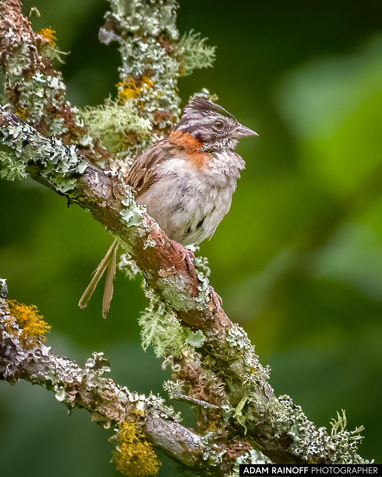 Rufous-collared Sparrow, photographed at Ukuku Rural Lodge, Juntas, Tolima, Colombia