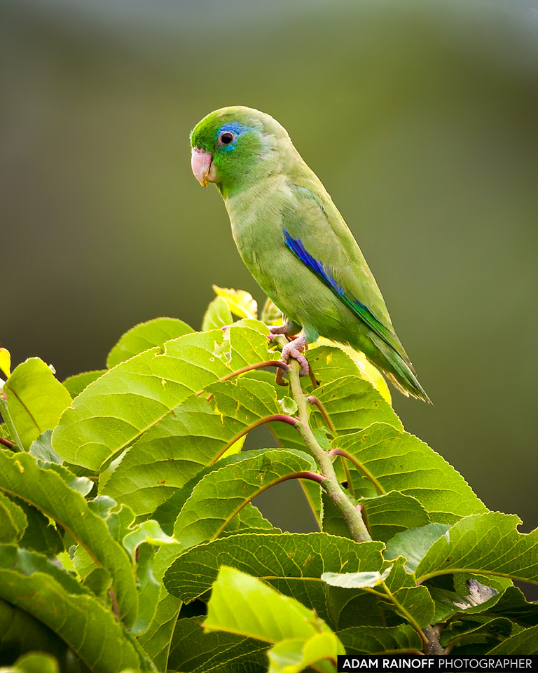 Spectacled Parrotlet, photographed at Hacienda El Retorno, La Chamba, Guamo, Tolima, Colombia