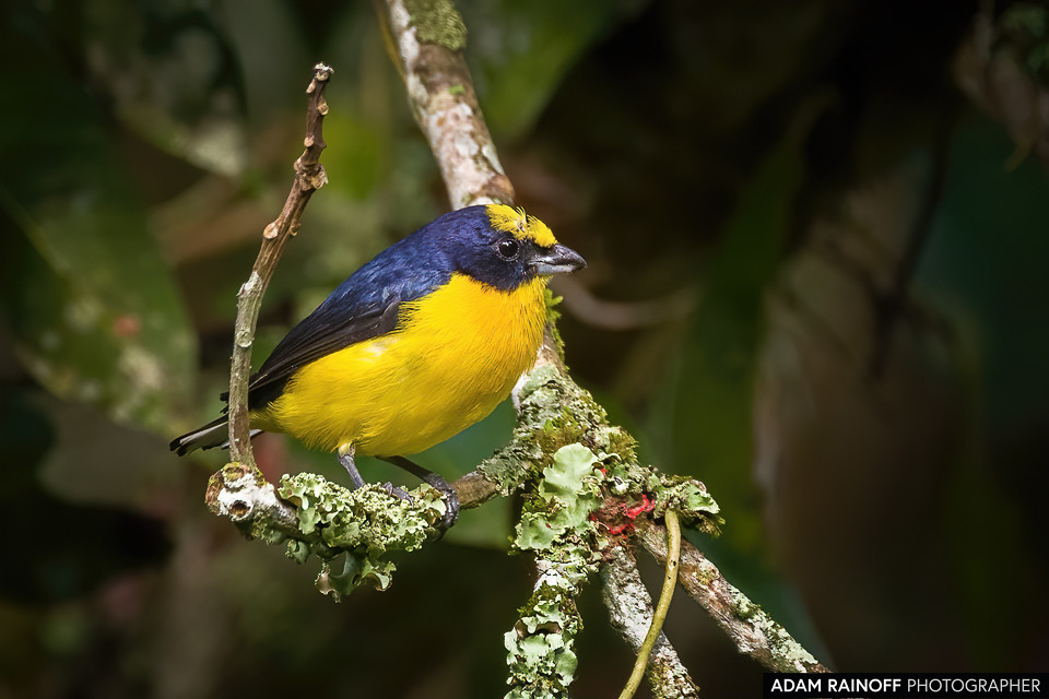 Thick-billed Euphonia, photographed at Entreaguas Reserva Natural, Ibagué, Tolima, Colombia