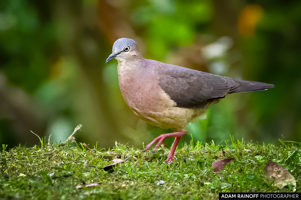 Tolima Dove, photographed at Ukuku Rural Lodge, Juntas, Tolima, Colombia