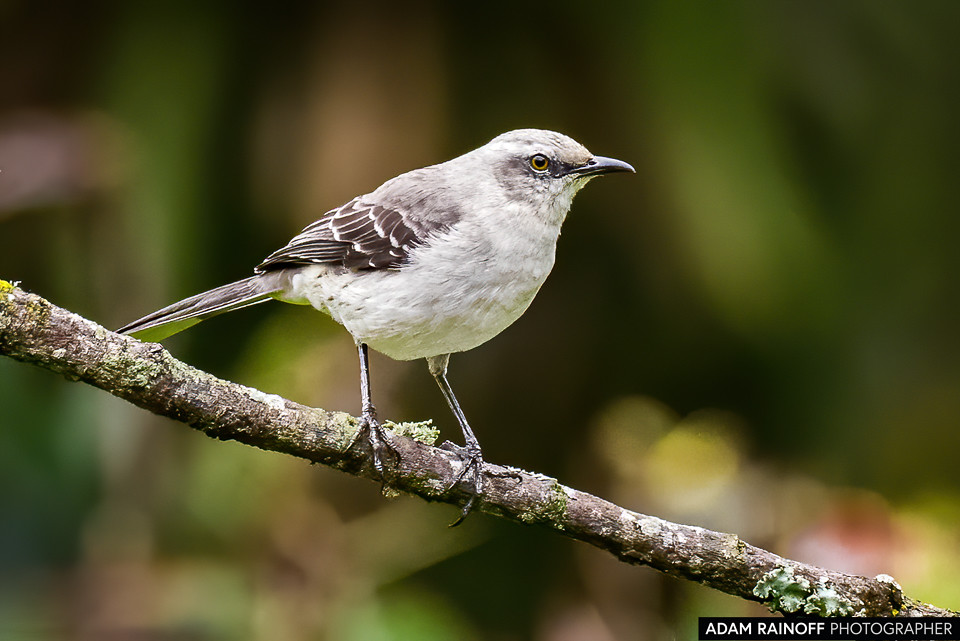 Tropical Mockingbird, photographed at Ukuku Rural Lodge, Juntas, Tolima, Colombia