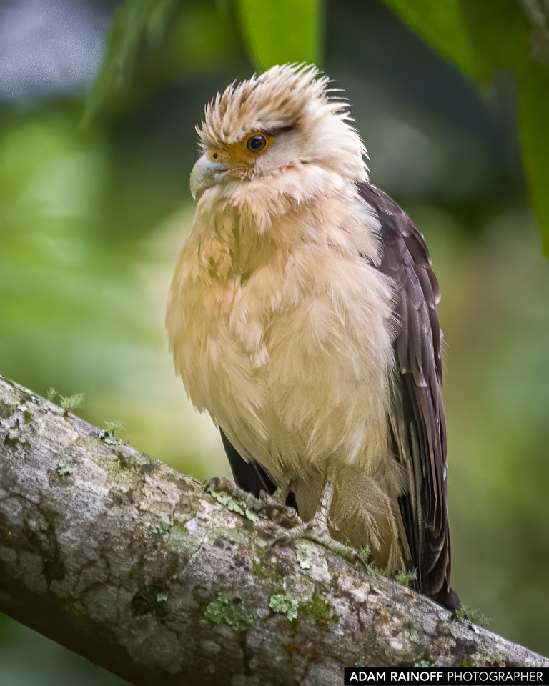 Yellow-headed Caracara, photographed at San José de las Hermosas, Chaparral, Tolima, Colombia
