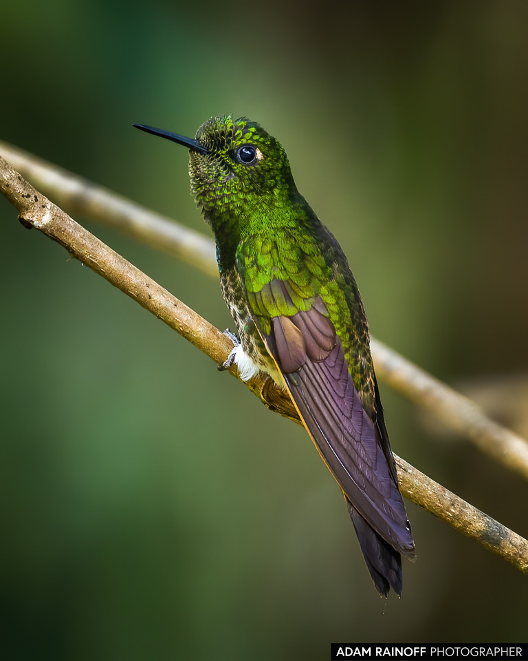 Buff-tailed Coronet, photographed at Finca Alejandría, Km 18, Cali, Valle del Cauca, Colombia