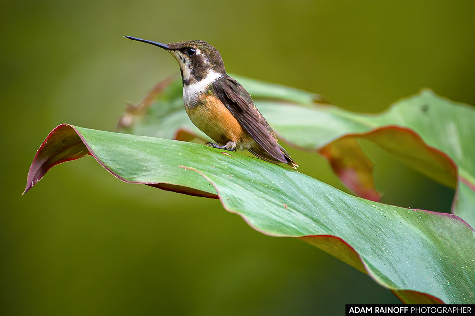 Female Purple-throated Woodstar, photographed at Finca Alejandría, Km 18, Cali, Valle del Cauca, Colombia