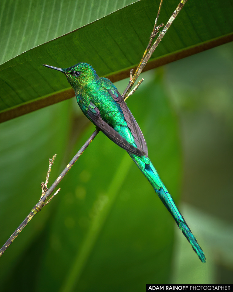 Long-tailed Sylph, photographed at Finca Alejandría, Km 18, Cali, Valle del Cauca, Colombia