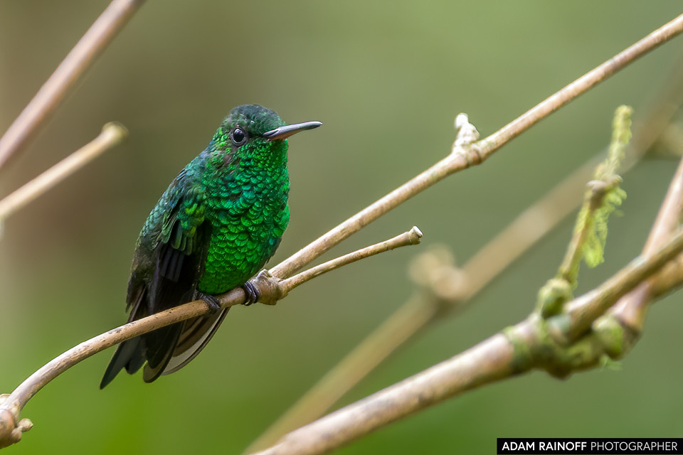 Western Emerald, photographed at Finca Alejandría, Km 18, Cali, Valle del Cauca, Colombia