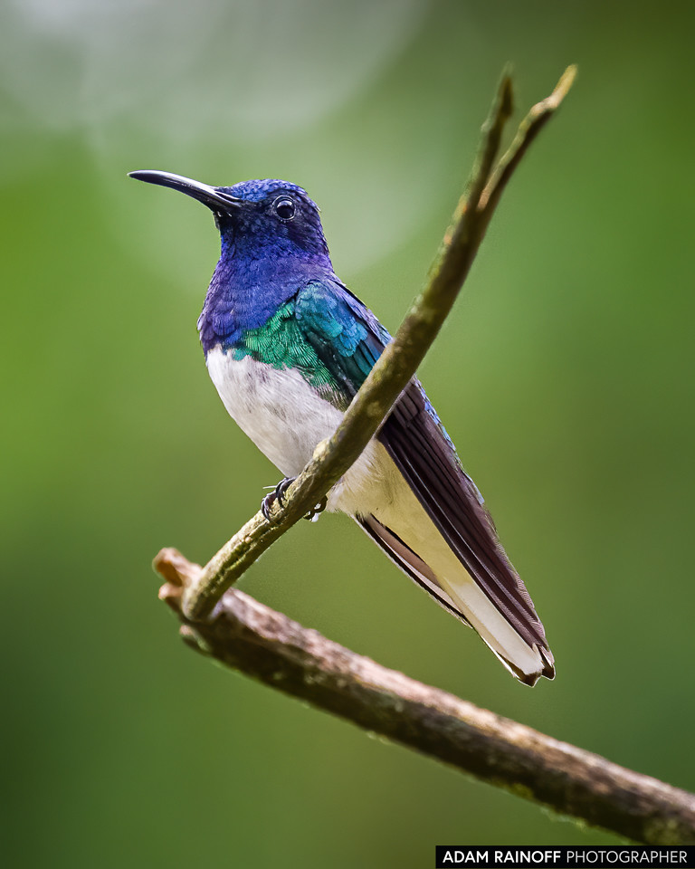 White-necked Jacobin, photographed at Finca La Conchita, near Cali, Valle del Cauca, Colombia