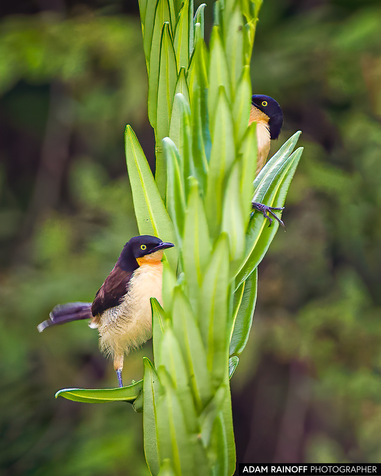 Black-capped Donacobius, photographed at Hacienda El Triunfo Private Nature Reserve, near Honda, Tolima, Colombia