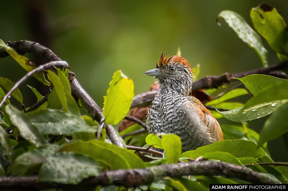 Female Bar-crested Antshrike, photographed at Hacienda Guadalajara, Palmira, Valle del Cauca, Colombia