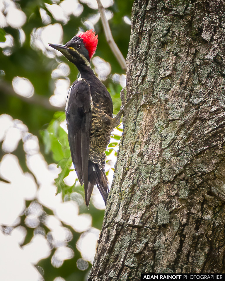 Lineated Woodpecker, photographed at Hacienda El Triunfo Private Nature Reserve, near Honda, Tolima, Colombia