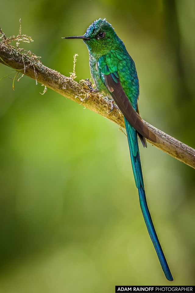 Long-tailed Sylph, photographed at La Florida, El Bosque de las Aves, Valle del Cauca, Colombia