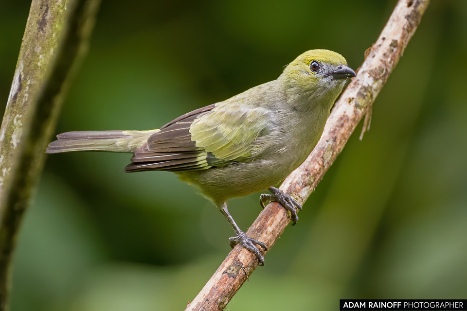 Palm Tanager, photographed at Finca La Conchita, near Cali, Valle del Cauca, Colombia