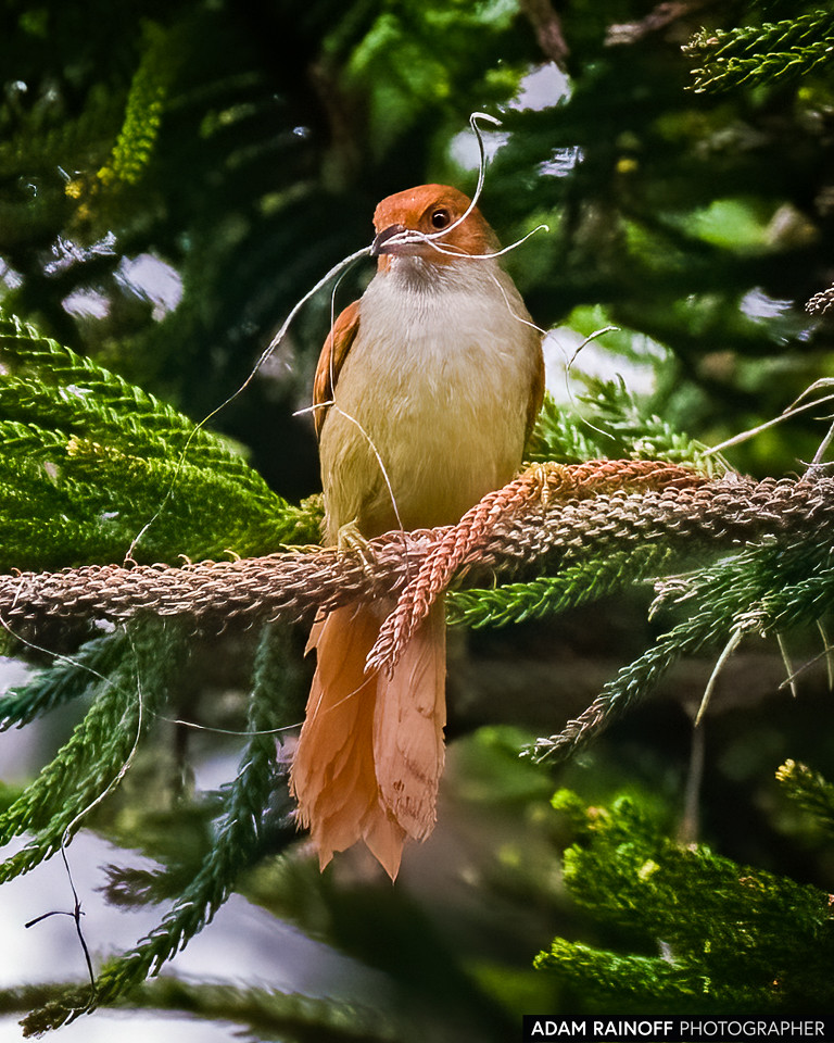 Red-faced Spinetail, photographed at Hacienda Guadalajara, Palmira, Valle del Cauca, Colombia