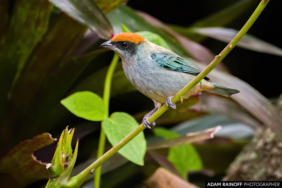 Scrub Tanager, photographed at Hacienda Guadalajara, Palmira, Valle del Cauca, Colombia