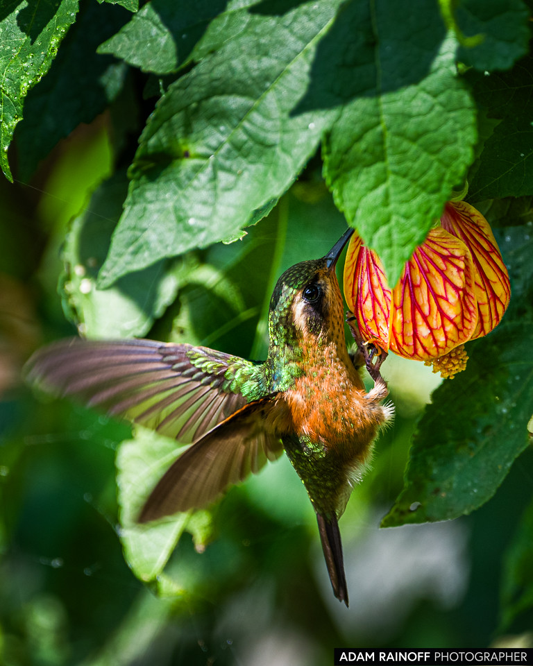 Speckled Hummingbird, photographed at La Florida, El Bosque de las Aves, Valle del Cauca, Colombia