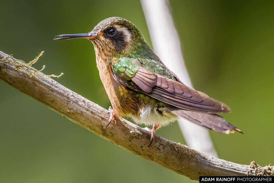 Speckled Hummingbird, photographed at La Florida, El Bosque de las Aves, Valle del Cauca, Colombia