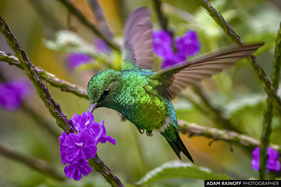 Western Emerald, photographed at Finca La Conchita, near Cali, Valle del Cauca, Colombia
