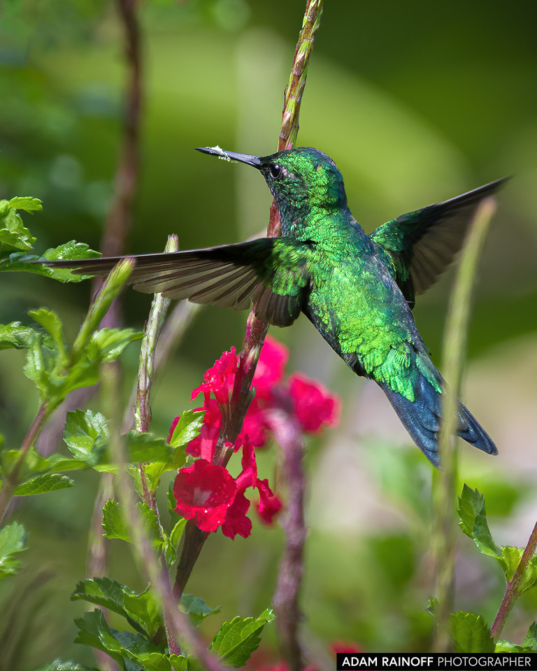 Western Emerald, photographed at Hacienda Guadalajara, Palmira, Valle del Cauca, Colombia