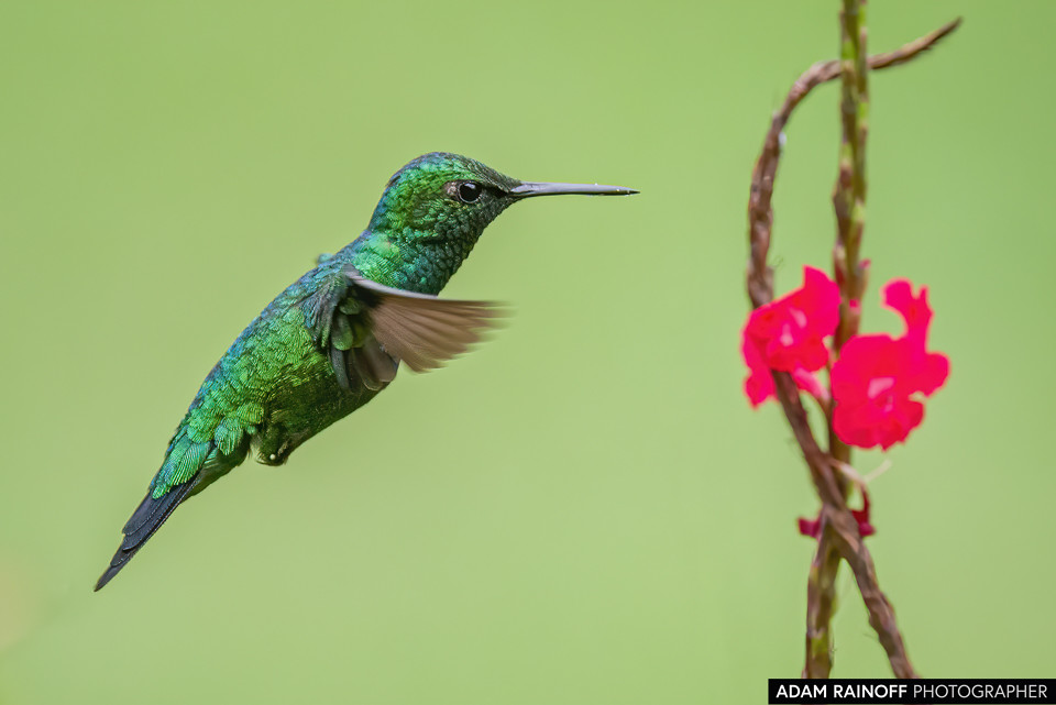 Western Emerald, photographed at Hacienda Guadalajara, Palmira, Valle del Cauca, Colombia