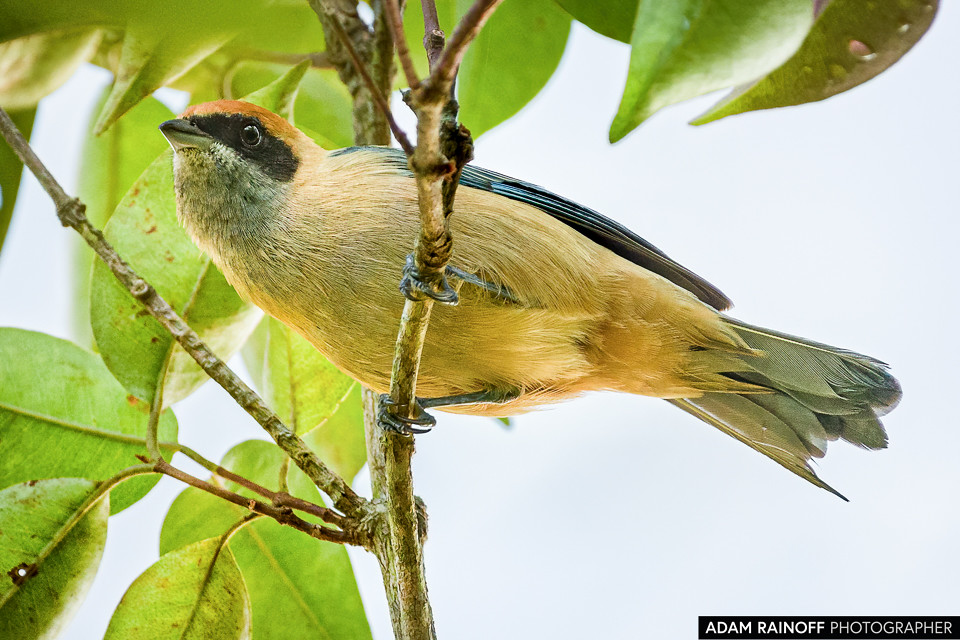 Burnished-buff Tanager, photographed at La Macarena, Meta, Colombia