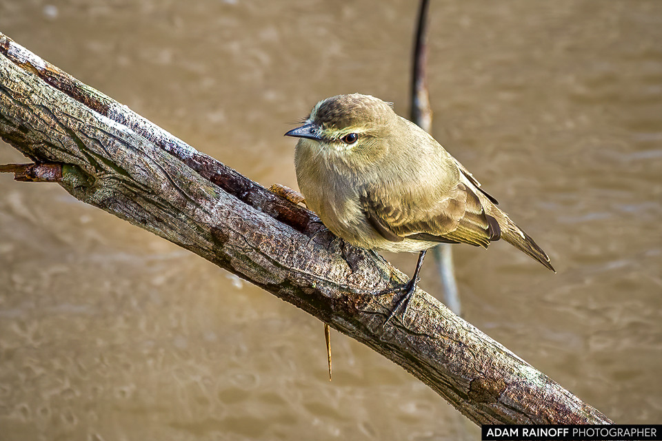 Drab Water Tyrant, photographed at La Macarena, Meta, Colombia