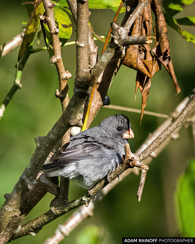 Gray Seedeater, photographed at La Macarena, Meta, Colombia
