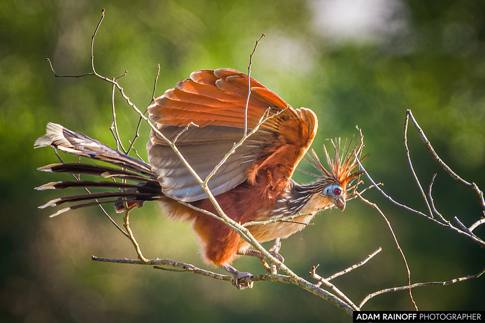 Hoatzin, photographed at La Macarena, Meta, Colombia