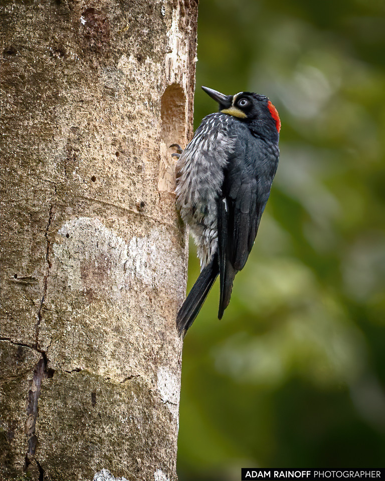 Acorn Woodpecker, photographed at Otún Quimbaya Fauna and Flora Sanctuary, near Pereira, Risaralda, Colombia