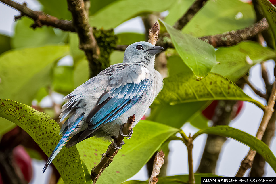 Blue-gray Tanager, photographed at La Macarena, Meta, Colombia