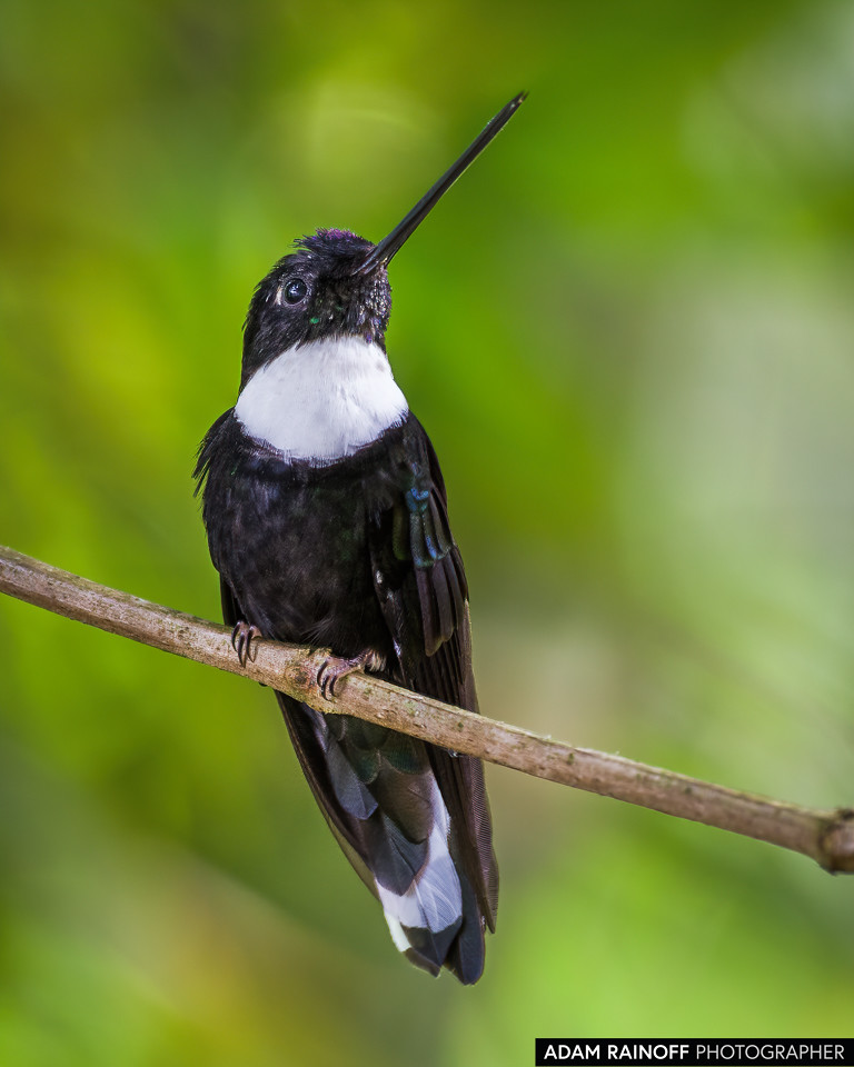 Collared Inca, photographed at Recinto del Pensamiento, Manizales, Caldas, Colombia