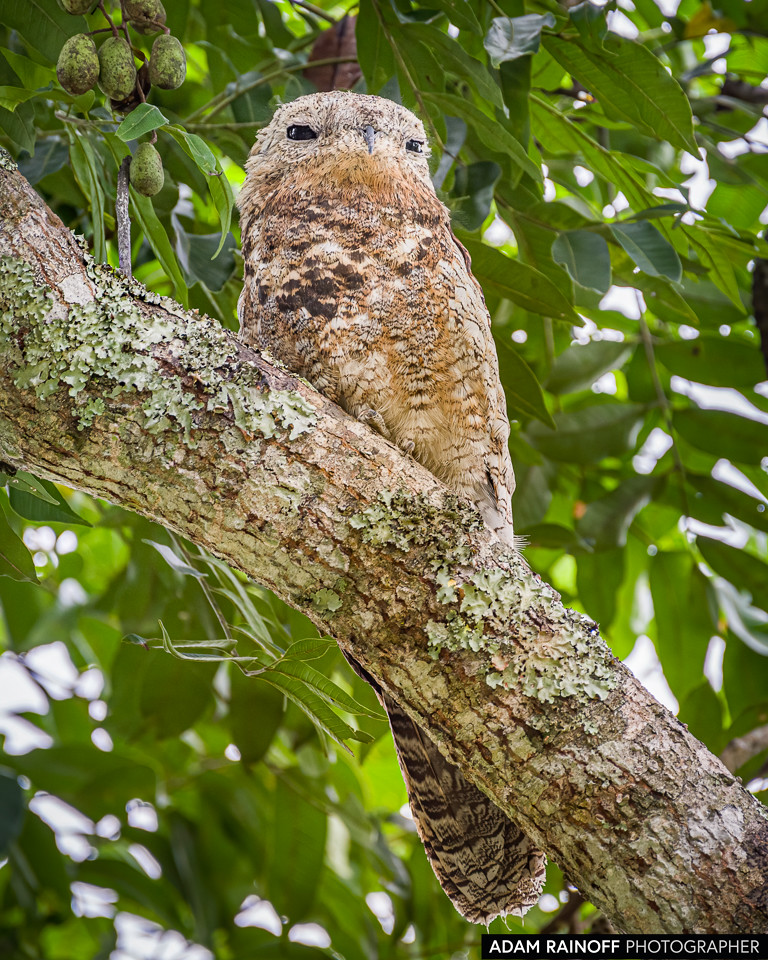 Great Potoo, photographed at La Macarena, Meta, Colombia