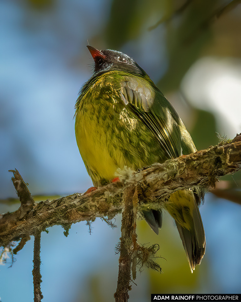 Green-and-black Fruiteater, photographed at Río Blanco reserve, near Manizales, Caldas, Colombia
