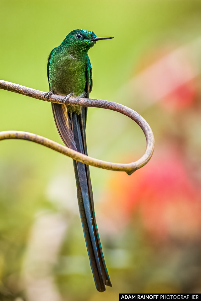Long-tailed Sylph, photographed at Río Blanco reserve, near Manizales, Caldas, Colombia