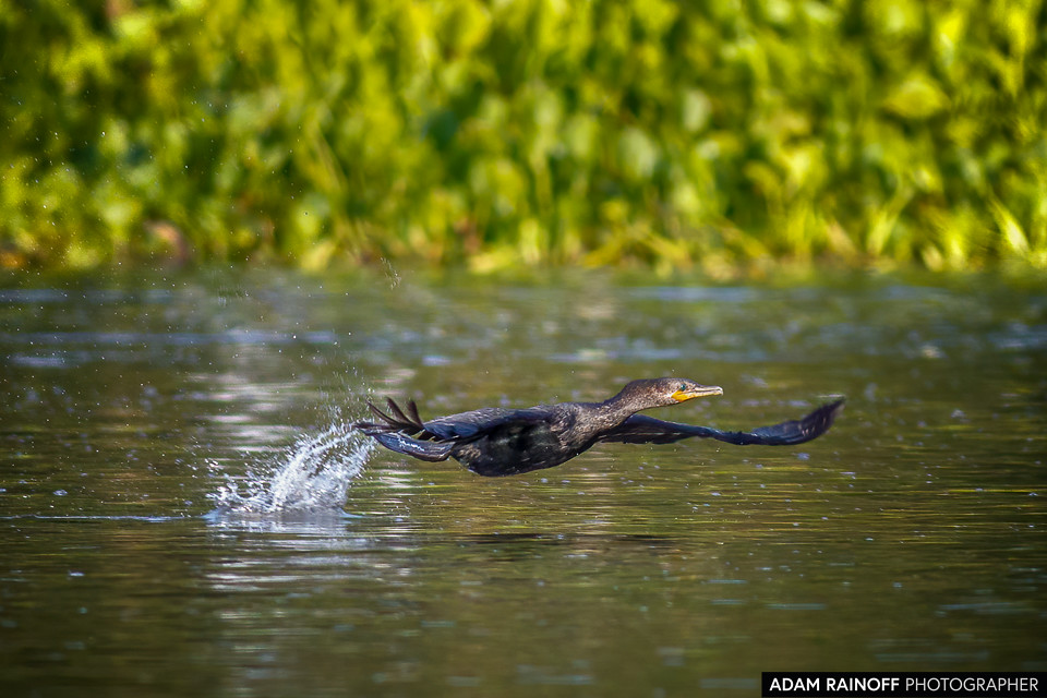 Neotropic Cormorant, photographed at Charca de Guarinocito, Caldas, Colombia