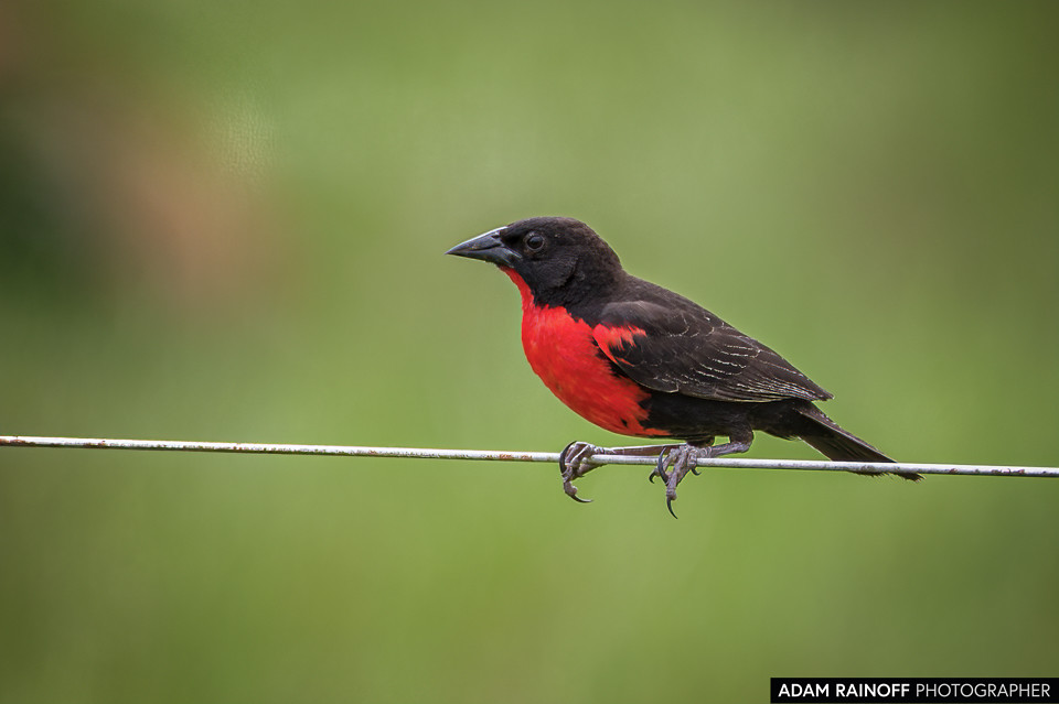 Red-breasted Meadowlark, photographed at La Macarena, Meta, Colombia